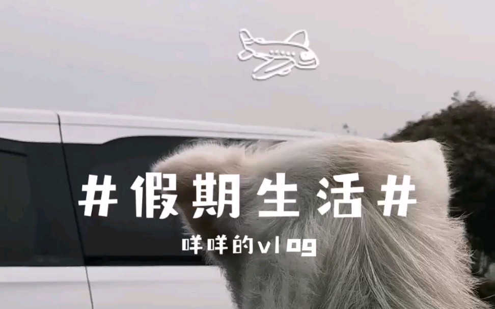 活动作品咩咩假期生活vlog01别挡着我晒太阳