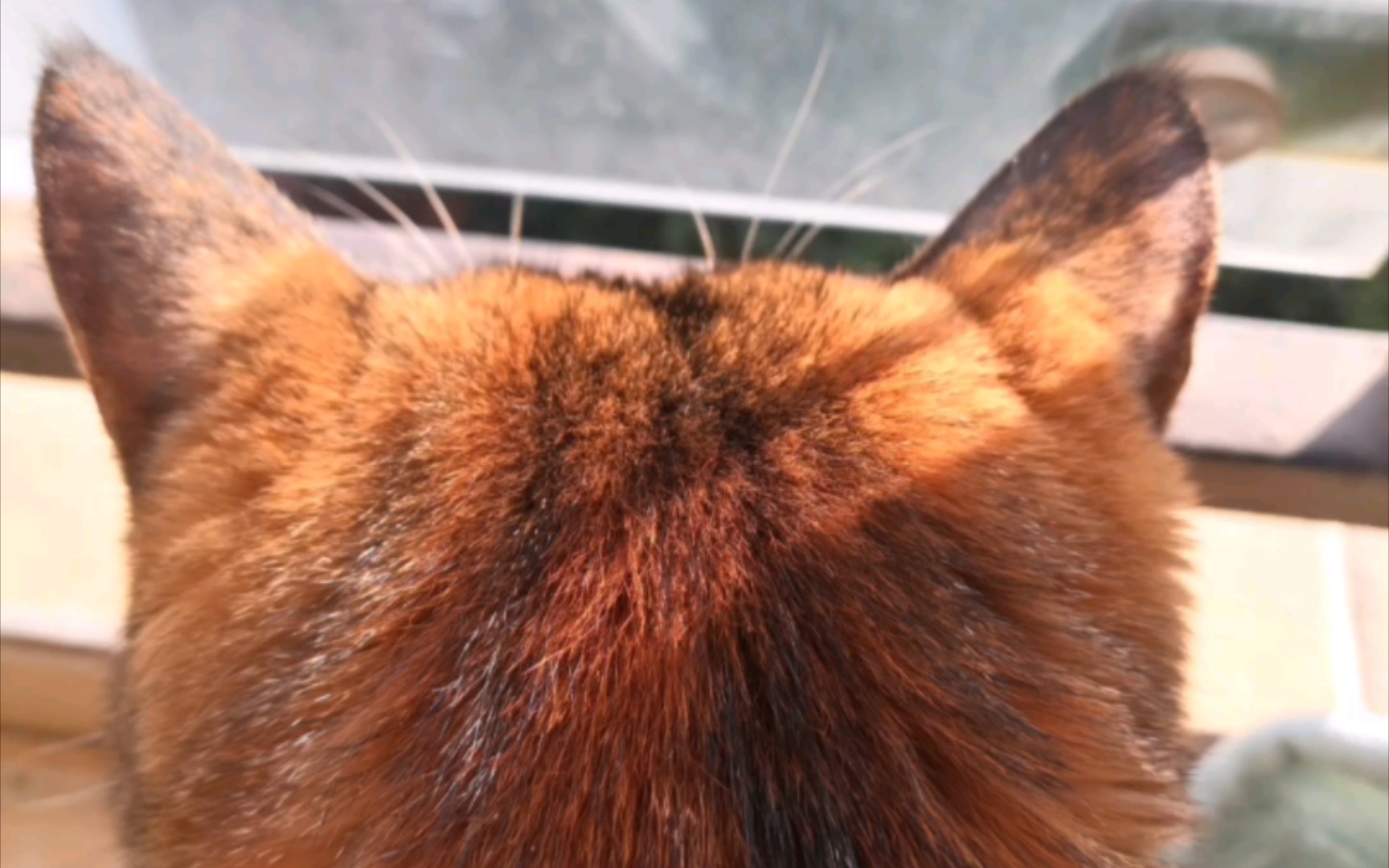 猫咪的后脑勺可可爱爱