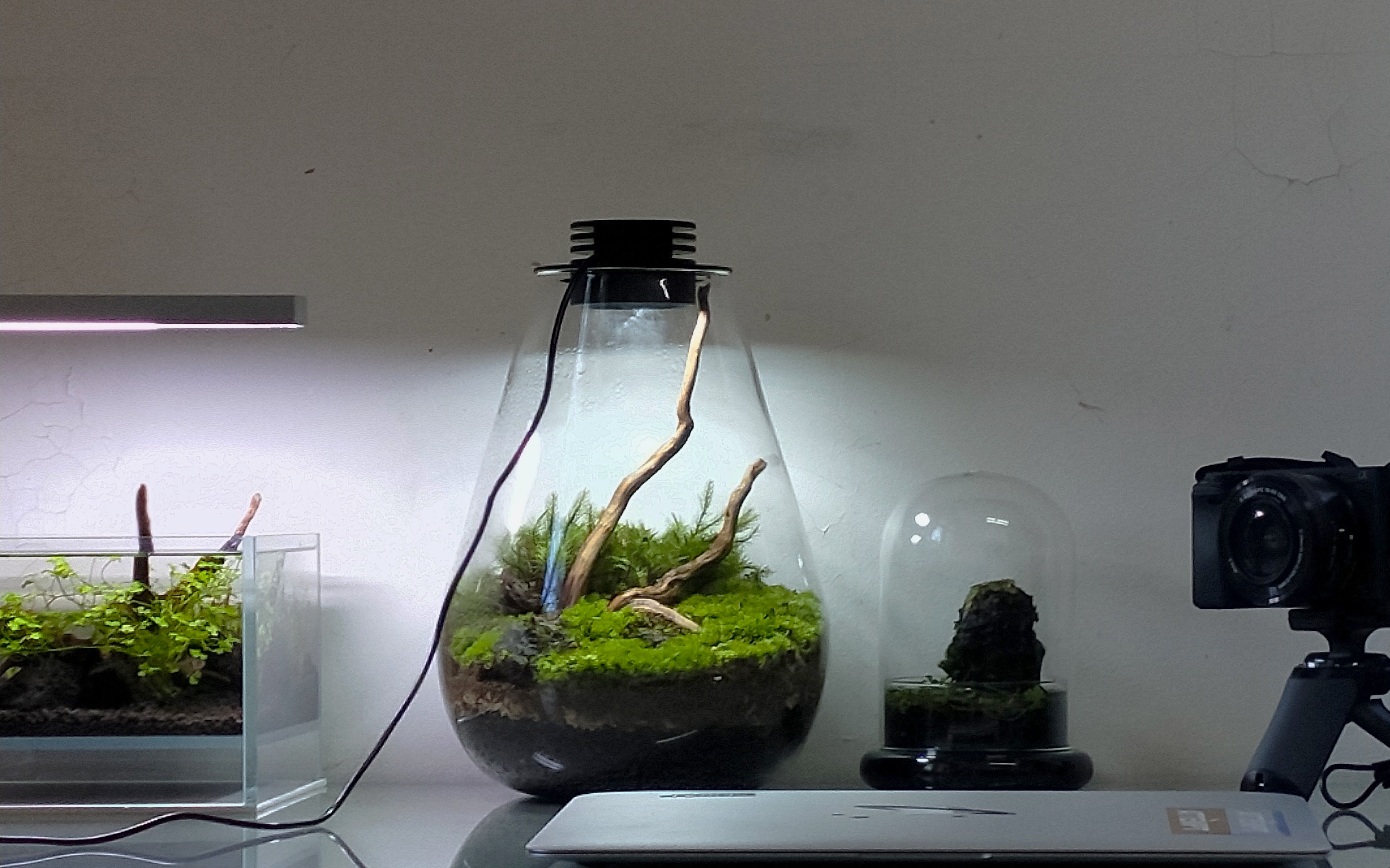 开一个生态苔藓缸极致制作