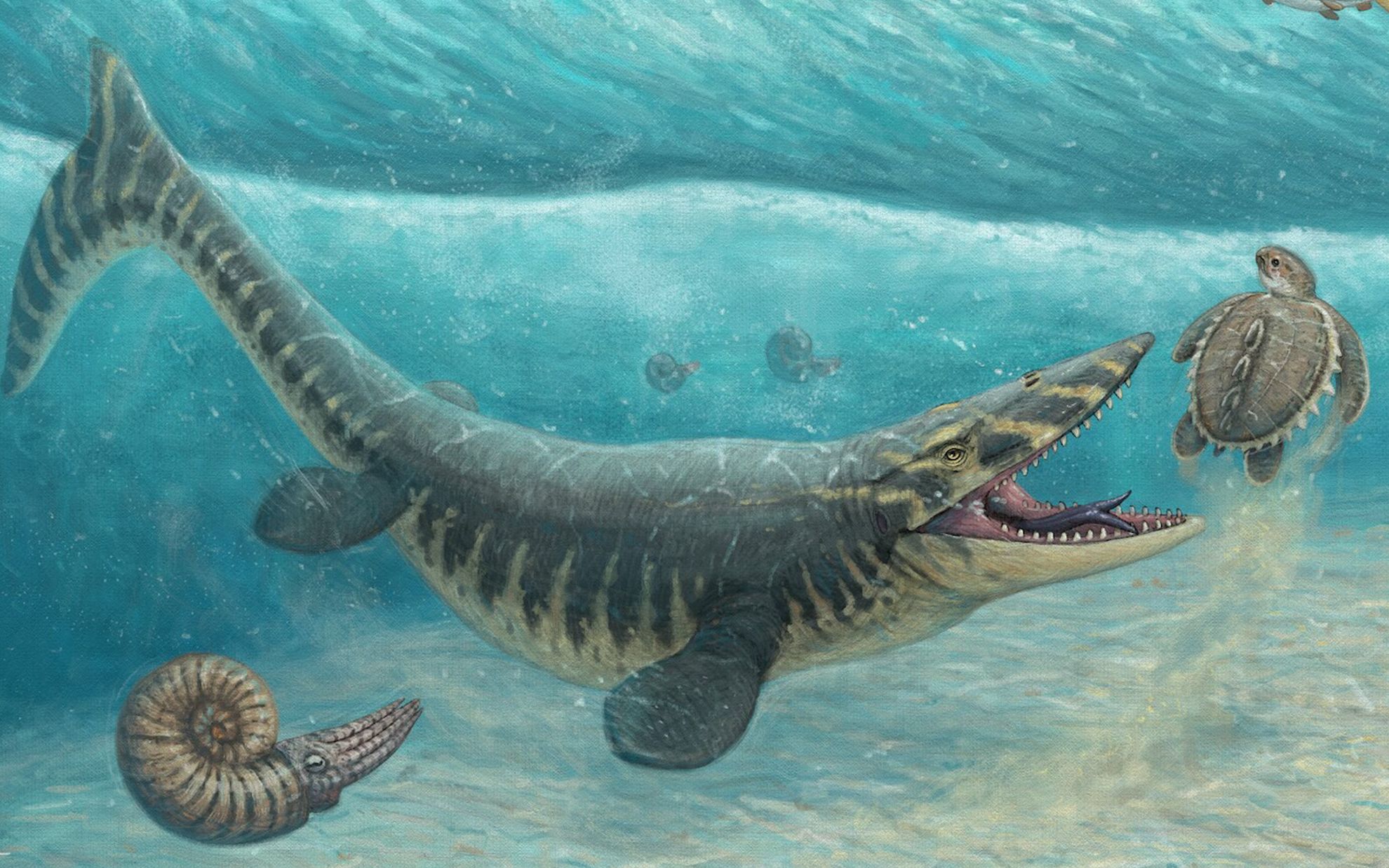 白垩纪晚期的巨型海怪:沧龙家族的巨头