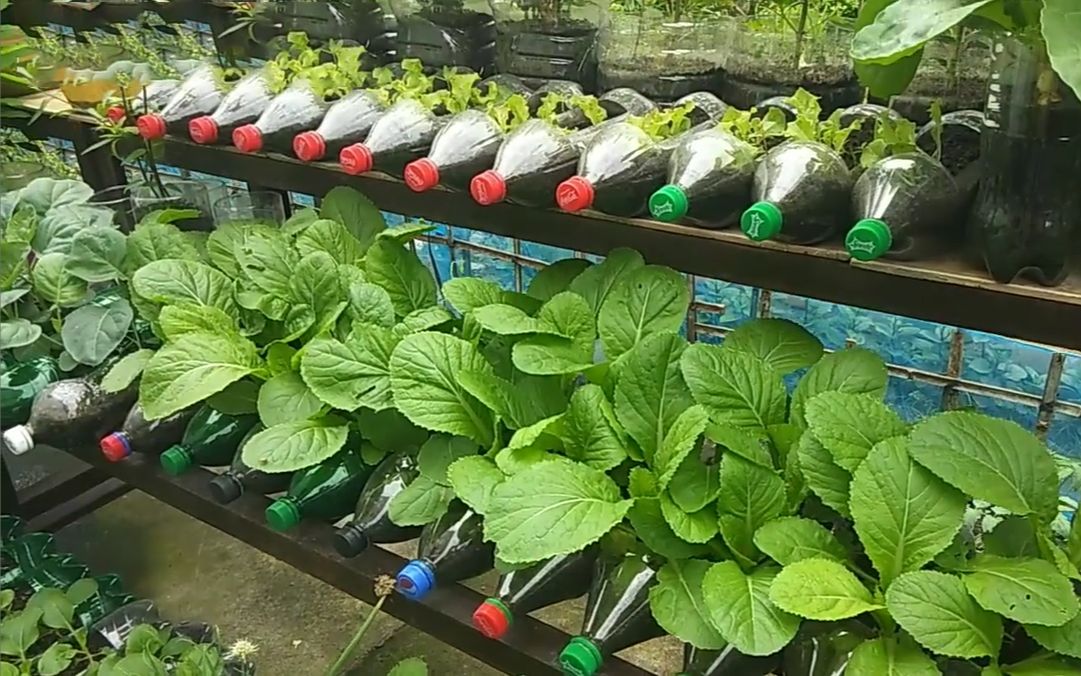 什么才是真正的"空中菜园"?上百个可乐瓶,种了10多种菜,有被震撼到