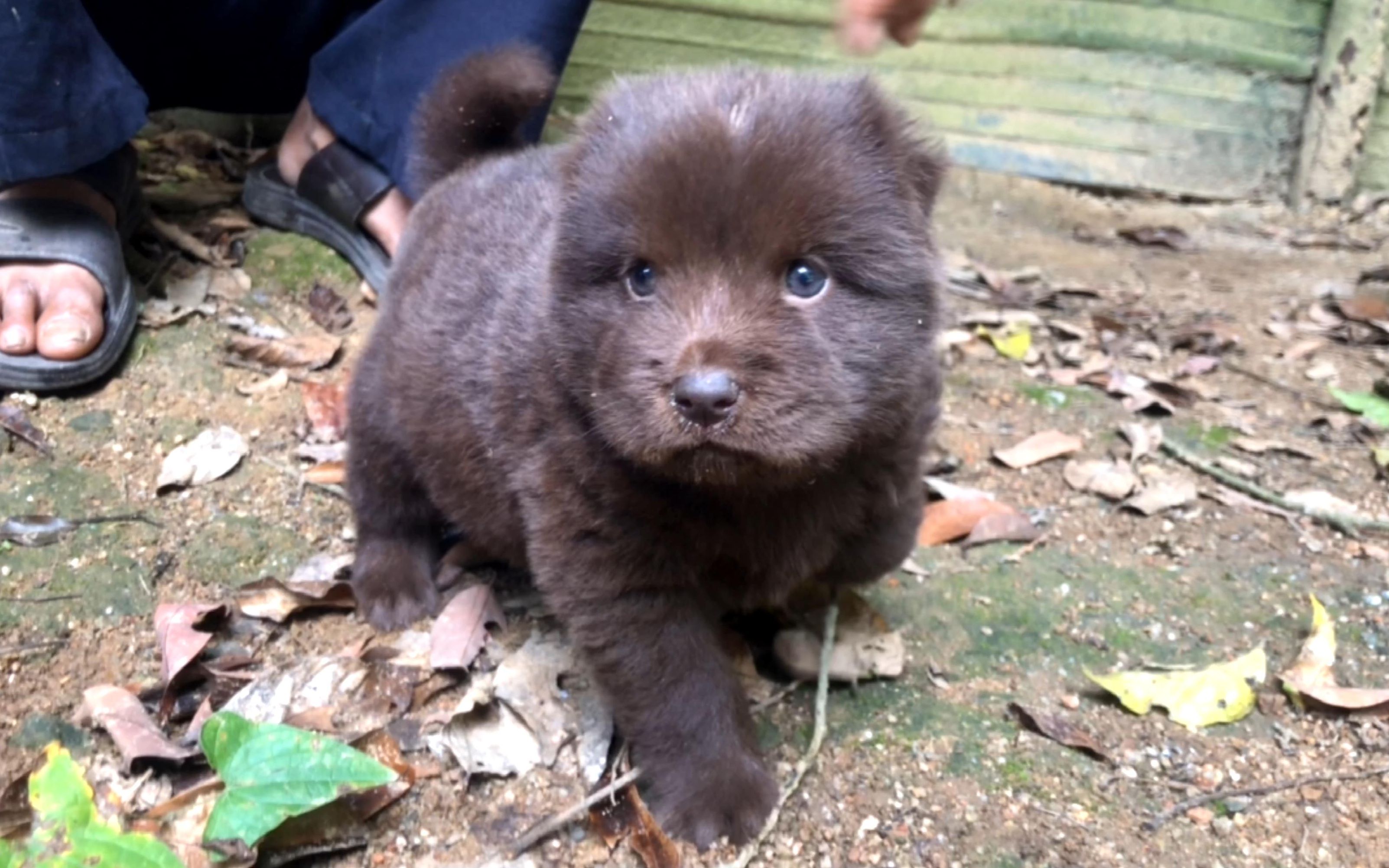 [图]老人在山里养的赤毛母田园犬优生产下一条独崽小狗，蓝瞳猫眼，好特别