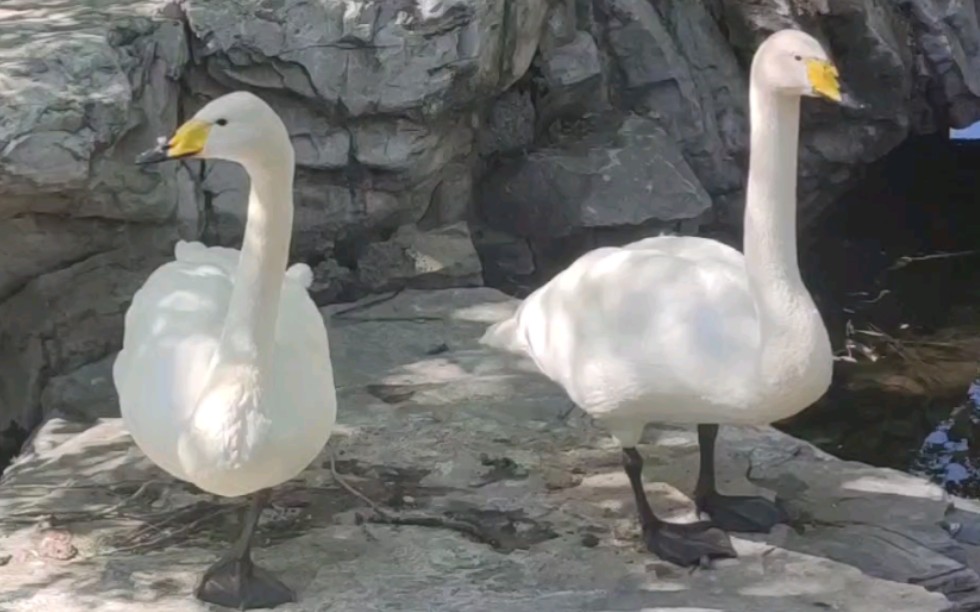 05.13北京動物園 大天鵝 從舞臺優雅退場