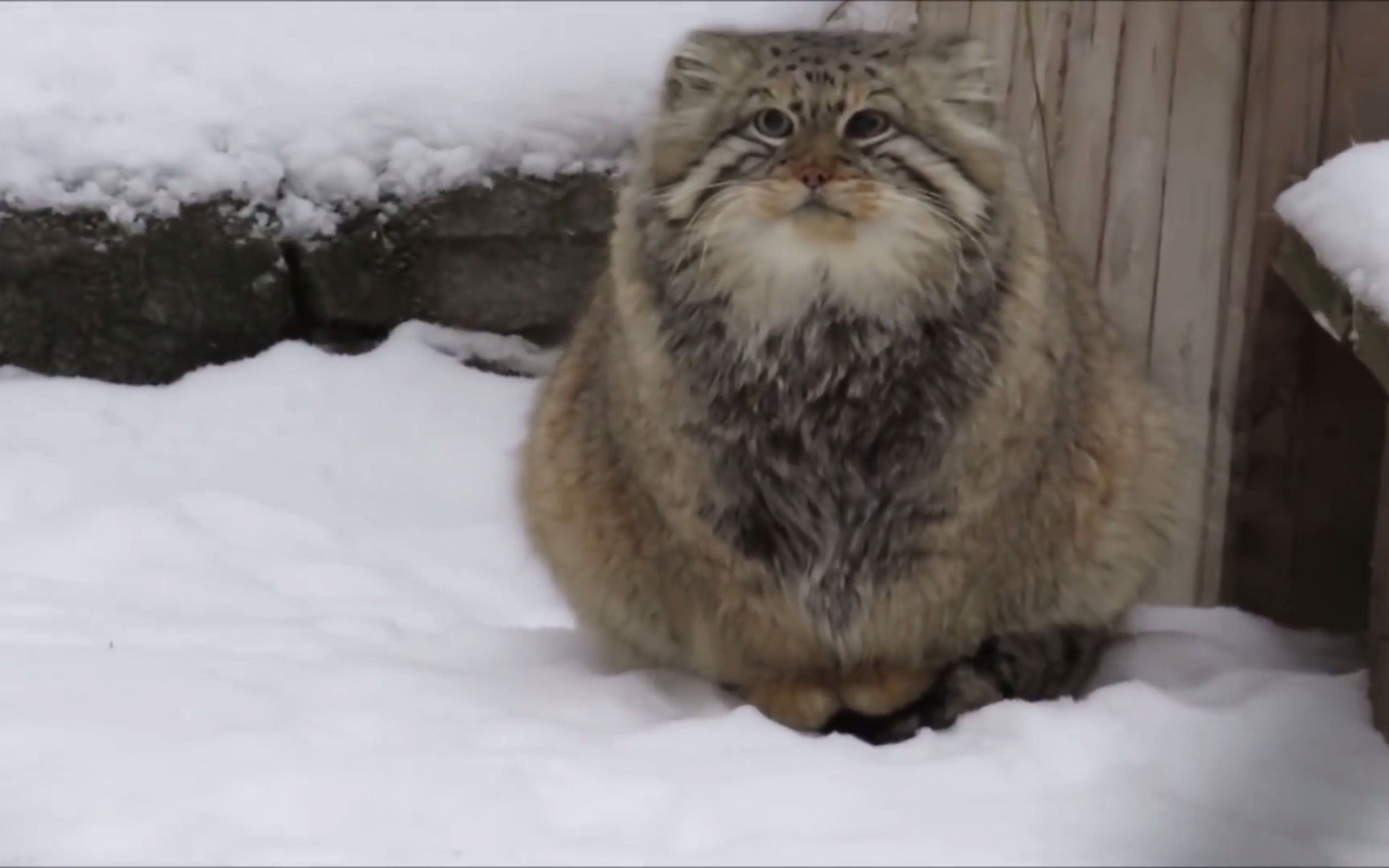 兔狲:从容不迫的猫界大佬