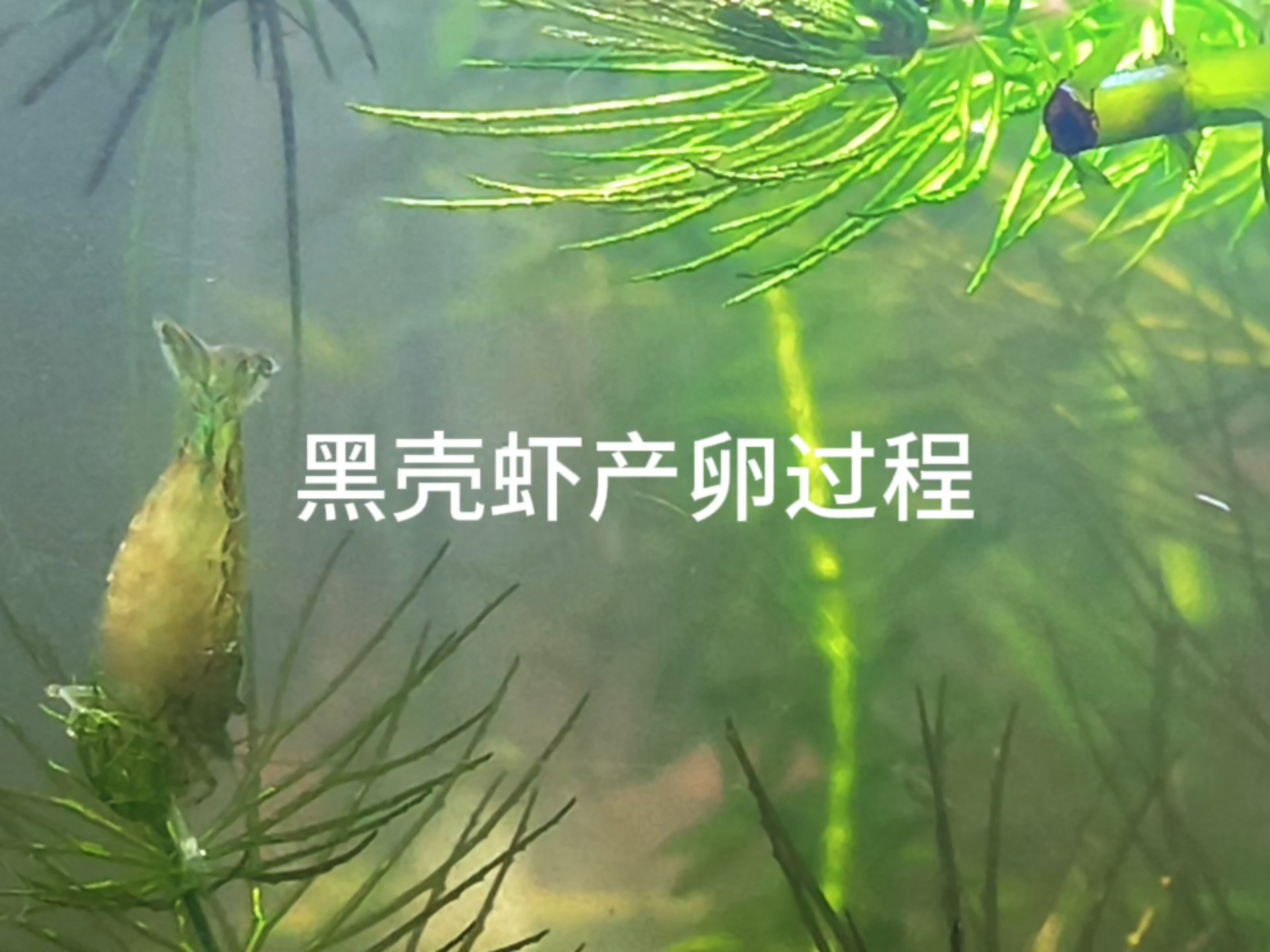 首次拍到黑壳虾产卵孵化过程