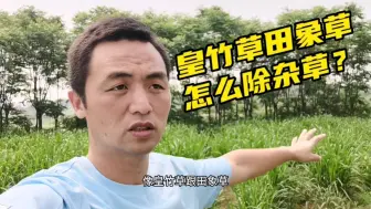 下载视频: 皇竹草怎么除杂草？效果不错但超量后果严重，看看怎么回事？