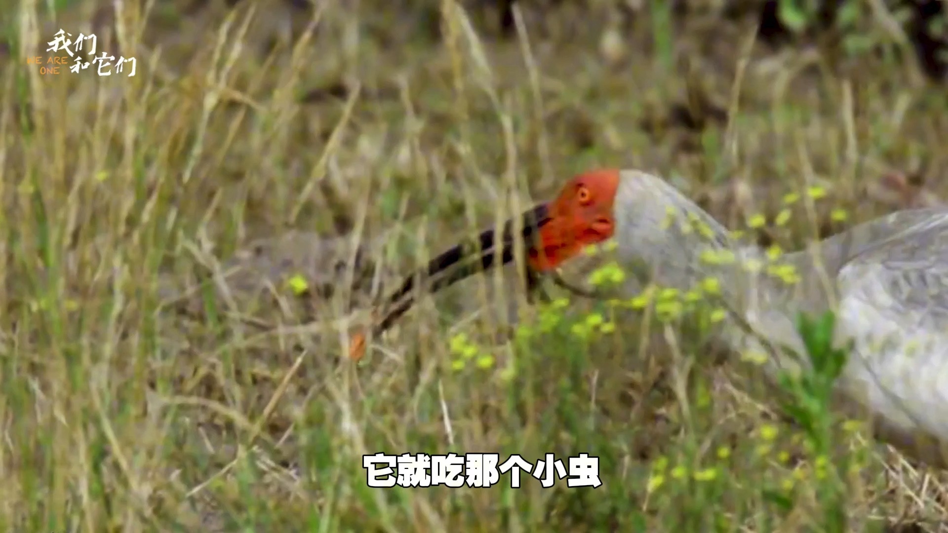 濒危物种朱鹮落户农家院,五年和农民相伴,从不破坏庄稼哔哩哔哩bilibili