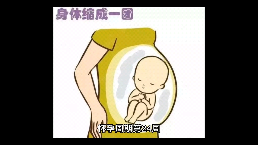 怀孕周期第24周哔哩哔哩bilibili