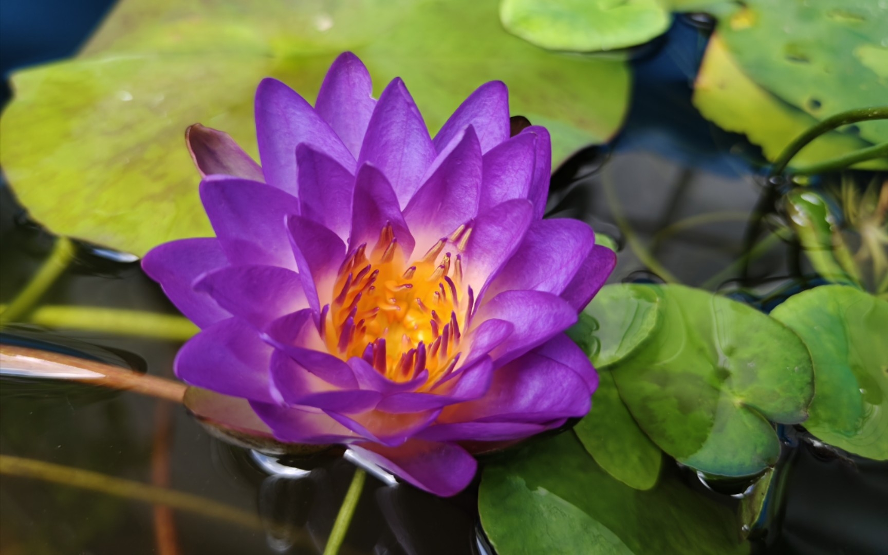 睡莲-暹罗紫二 开花过程 延时摄影 (太仙了)_哔哩哔哩_bilibili