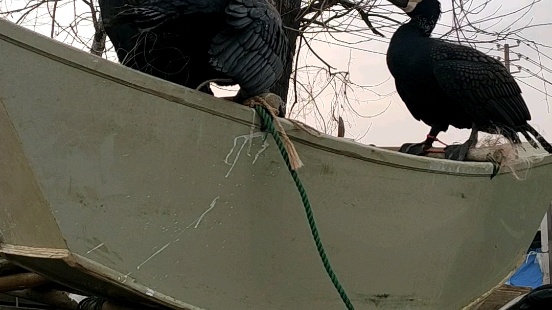 20200318偶遇故事书里的鸬鹚佩罗