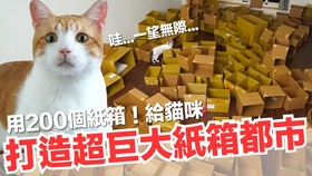 用0公斤猫砂 打造巨大猫砂游泳池 好味小姐开心新系列 傻眼猫咪 Ep1 哔哩哔哩 つロ干杯 Bilibili