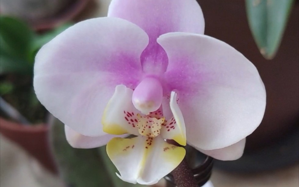 小梅花蝴蝶兰开花了