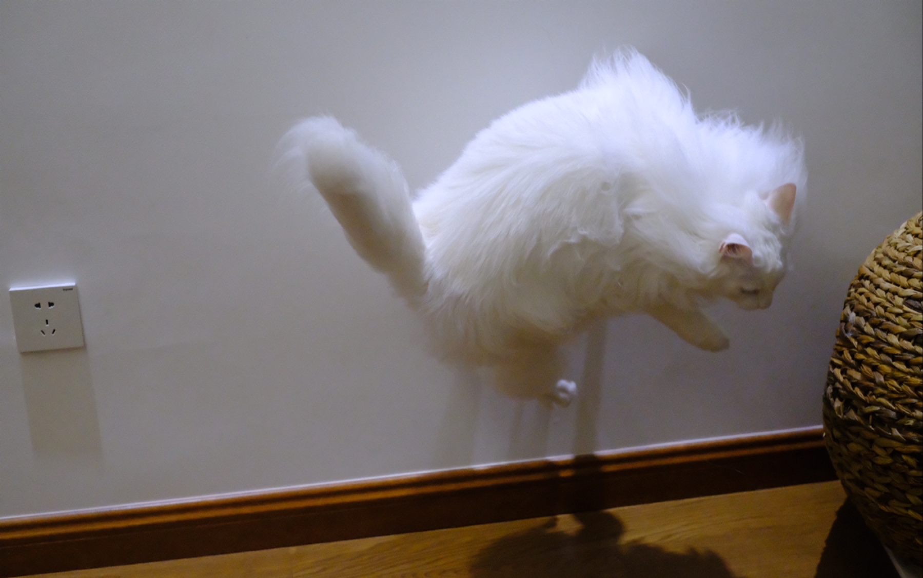 【挪威森林猫】biu!翻跟头大赛