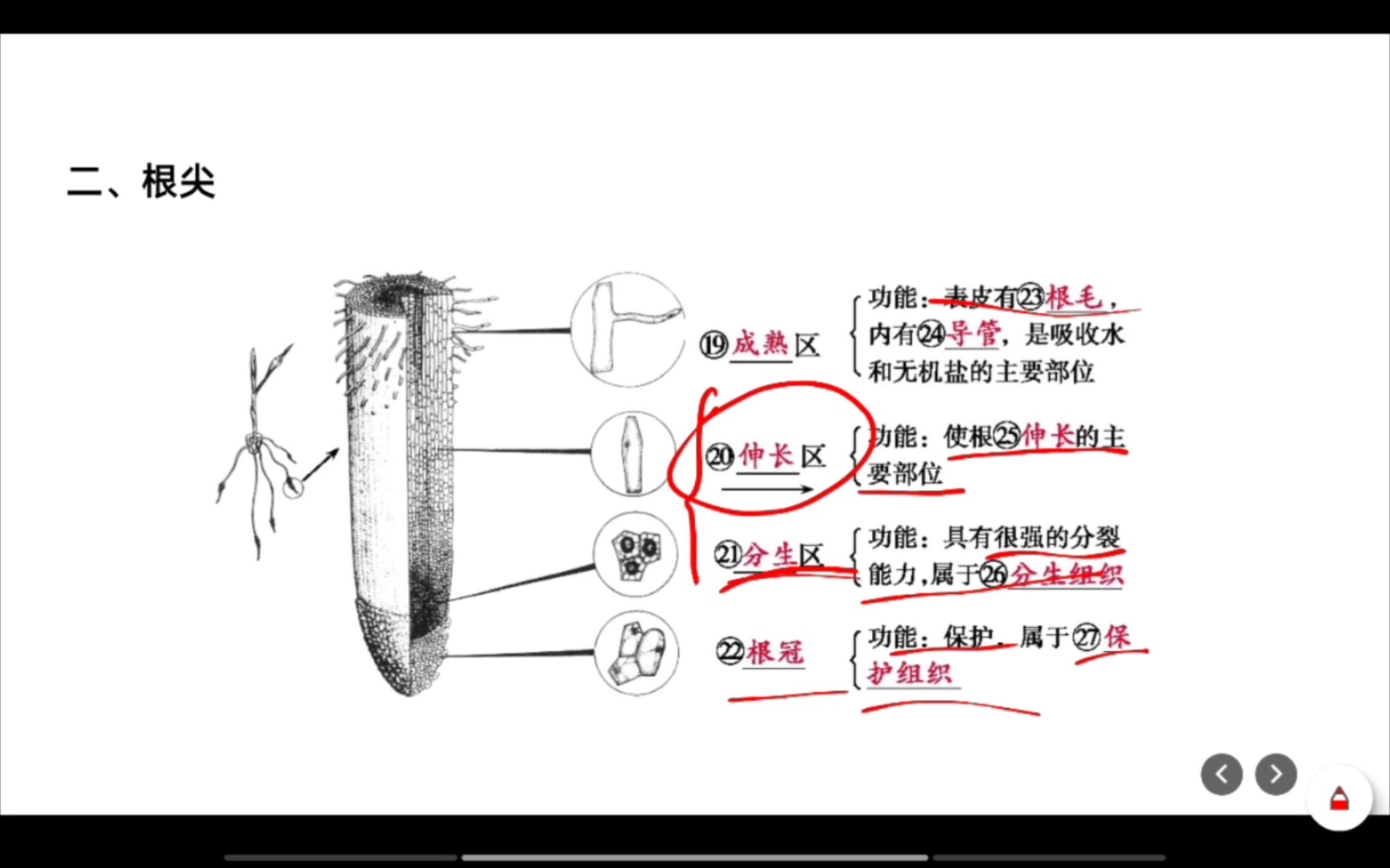 五1.2根尖的结构哔哩哔哩bilibili