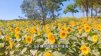 Descargar video: 北京免费向日葵花海，就藏在这个公园，人少小众快来拍照