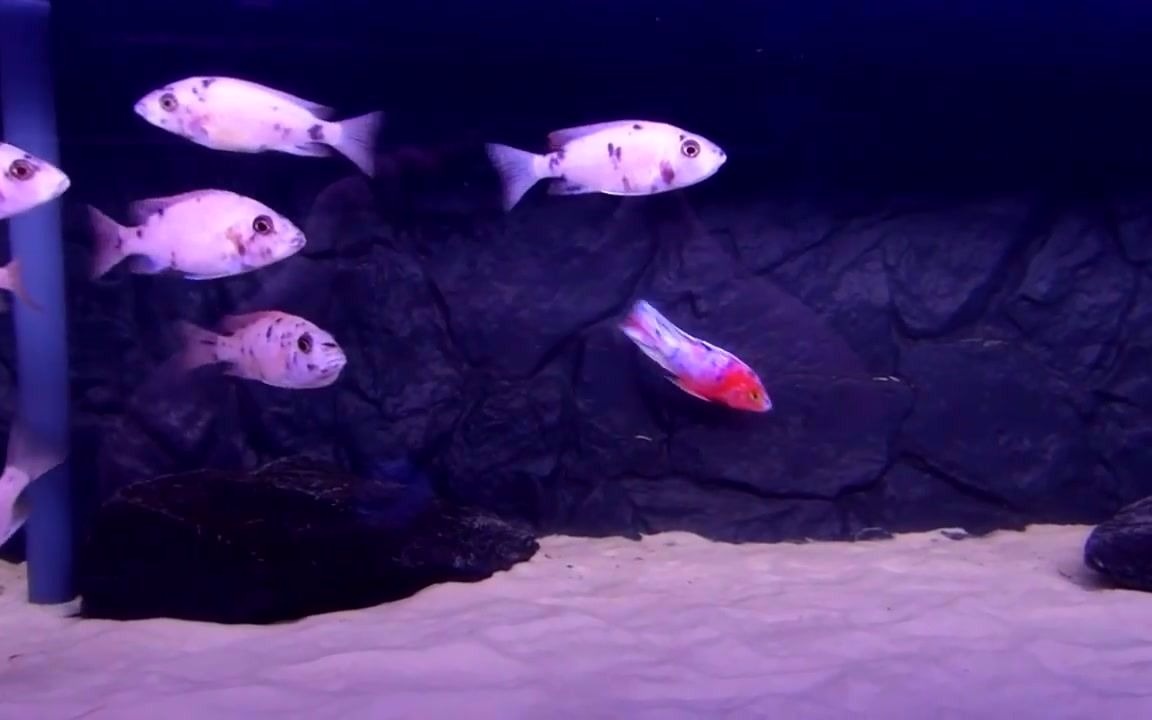 三湖慈鲷-ob孔雀(果酱猫) 红色型 aulonocara marmelade cat red ob