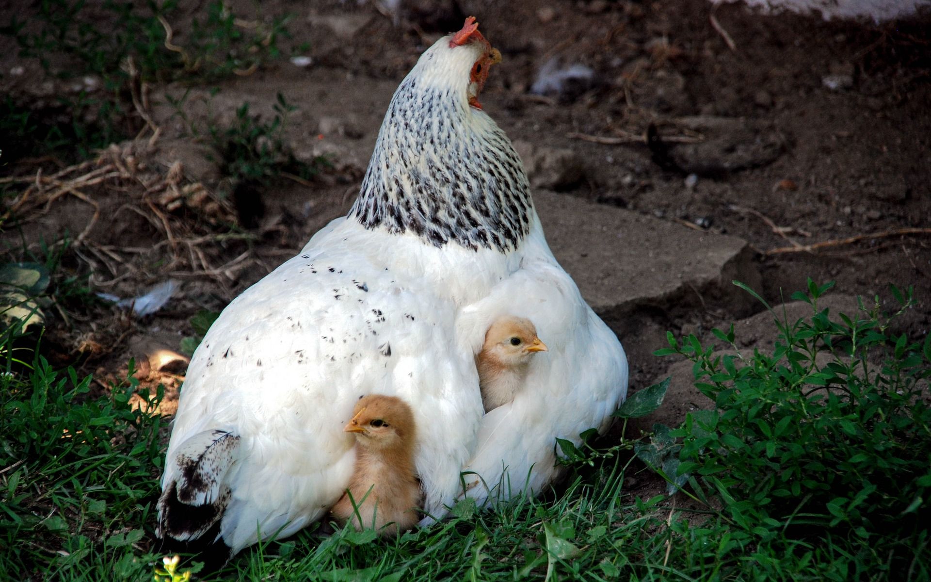 小鸡的叫声 The cry of a chicken哔哩哔哩bilibili