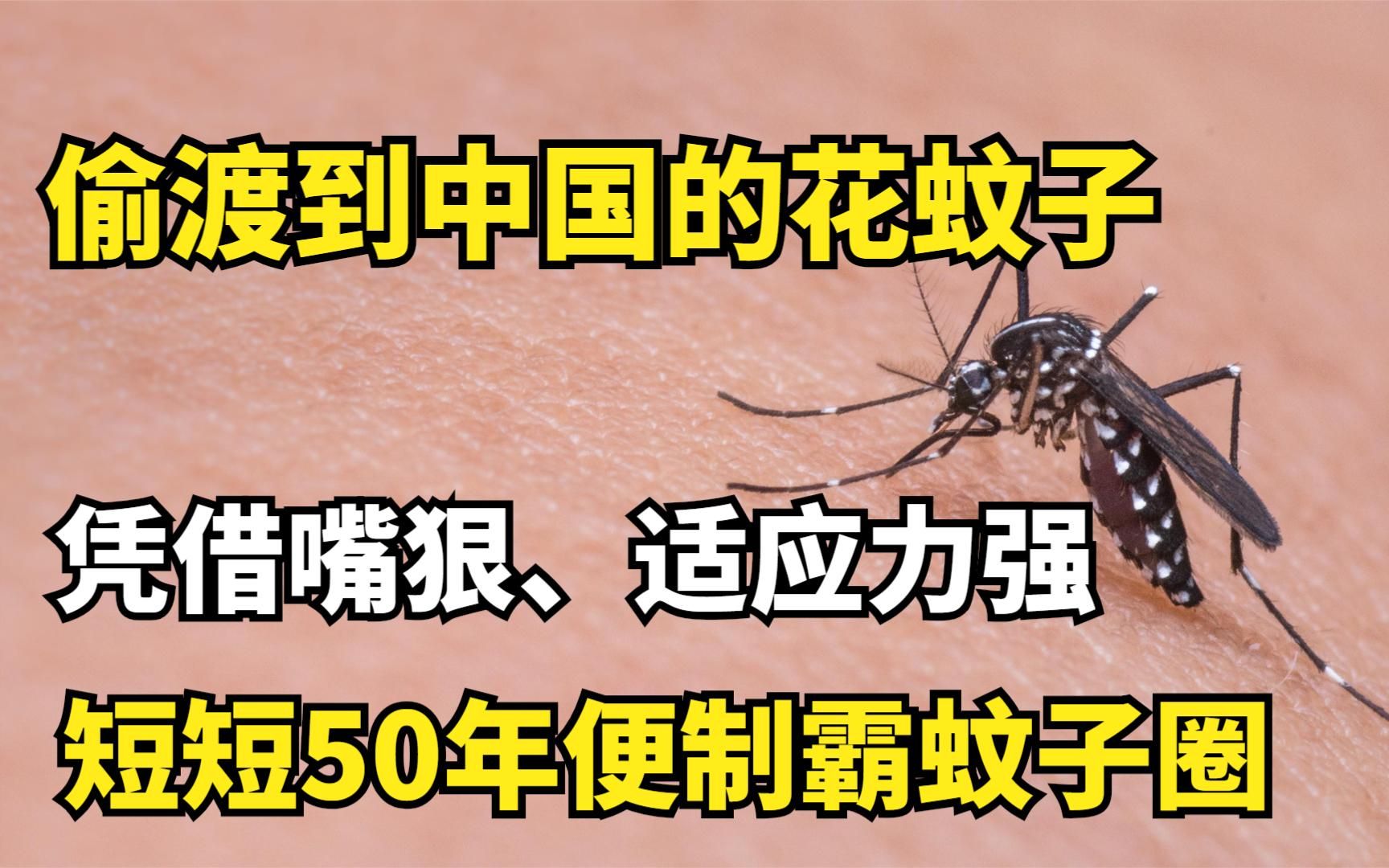 偷渡到中国的花蚊子,凭借嘴狠、适应力强,短短50年便制霸蚊子圈哔哩哔哩bilibili