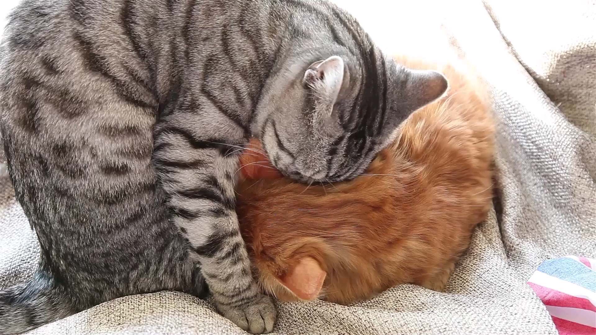 活动  相亲相爱的两只猫