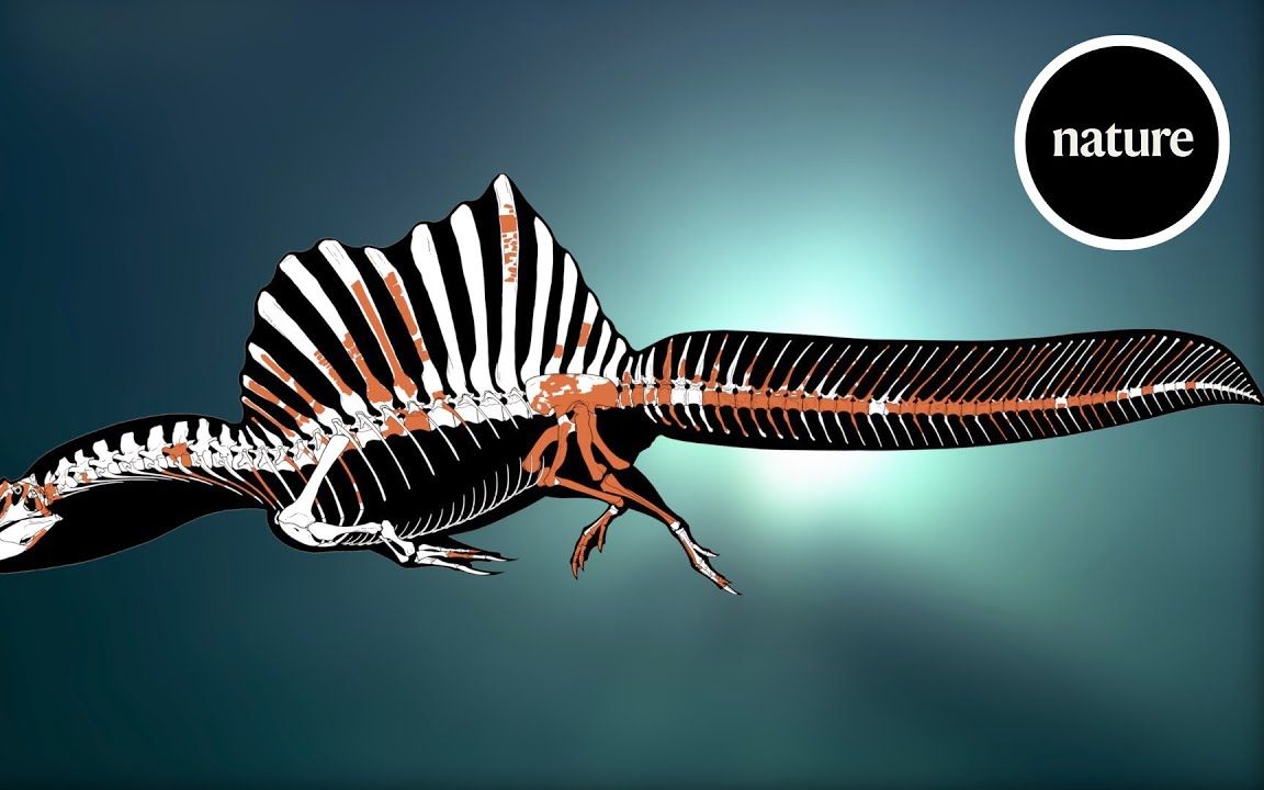 首次发现水生非鸟类恐龙-棘龙