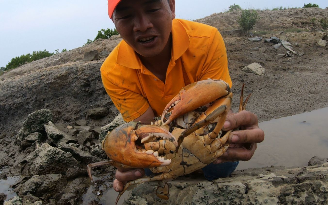 刀仔赶海运气大爆发抓到顶级黄油蟹和青蟹王却开心不起来