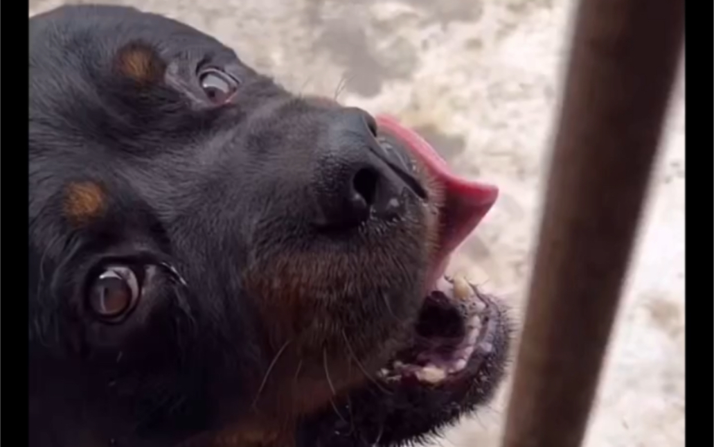 豫西最大的"黑势力"丁大训手下一号打手黑豹!