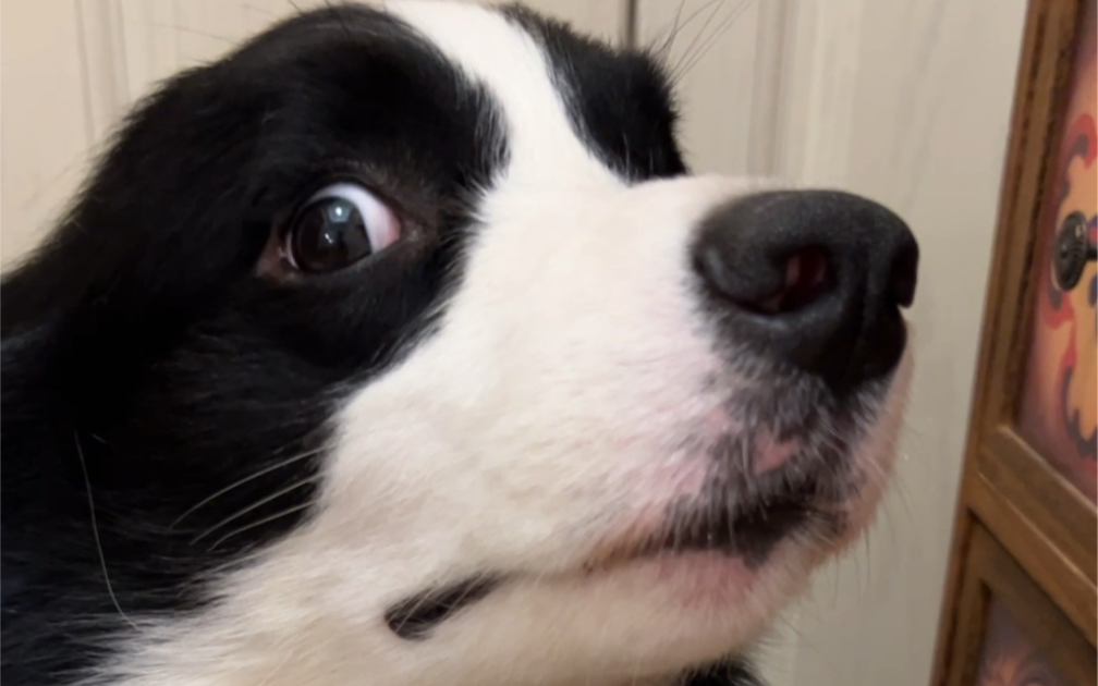 边牧挨骂的表情