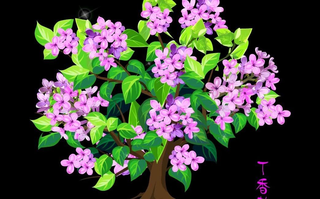 卡通粉红色的丁香花植物视频免费下载可抠像素材