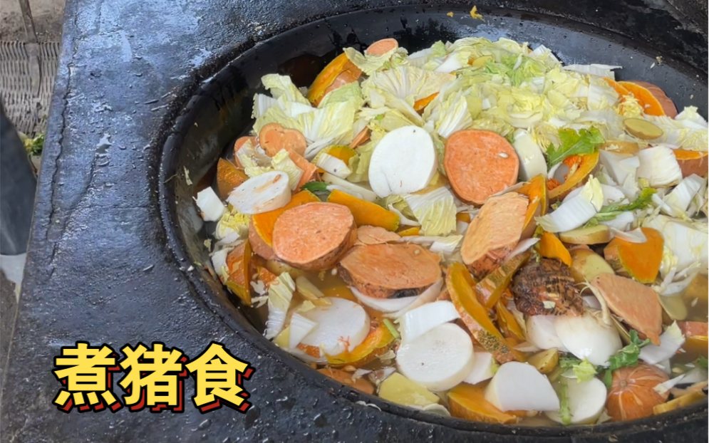 如果你厌倦了城市的生活,来农村和我一起煮猪食,喂猪.