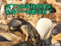 Download Video: 买了200块钱的馒头毛孩子一抢都没有了