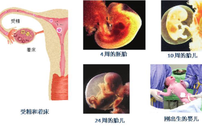 [图]人类的生殖和发育