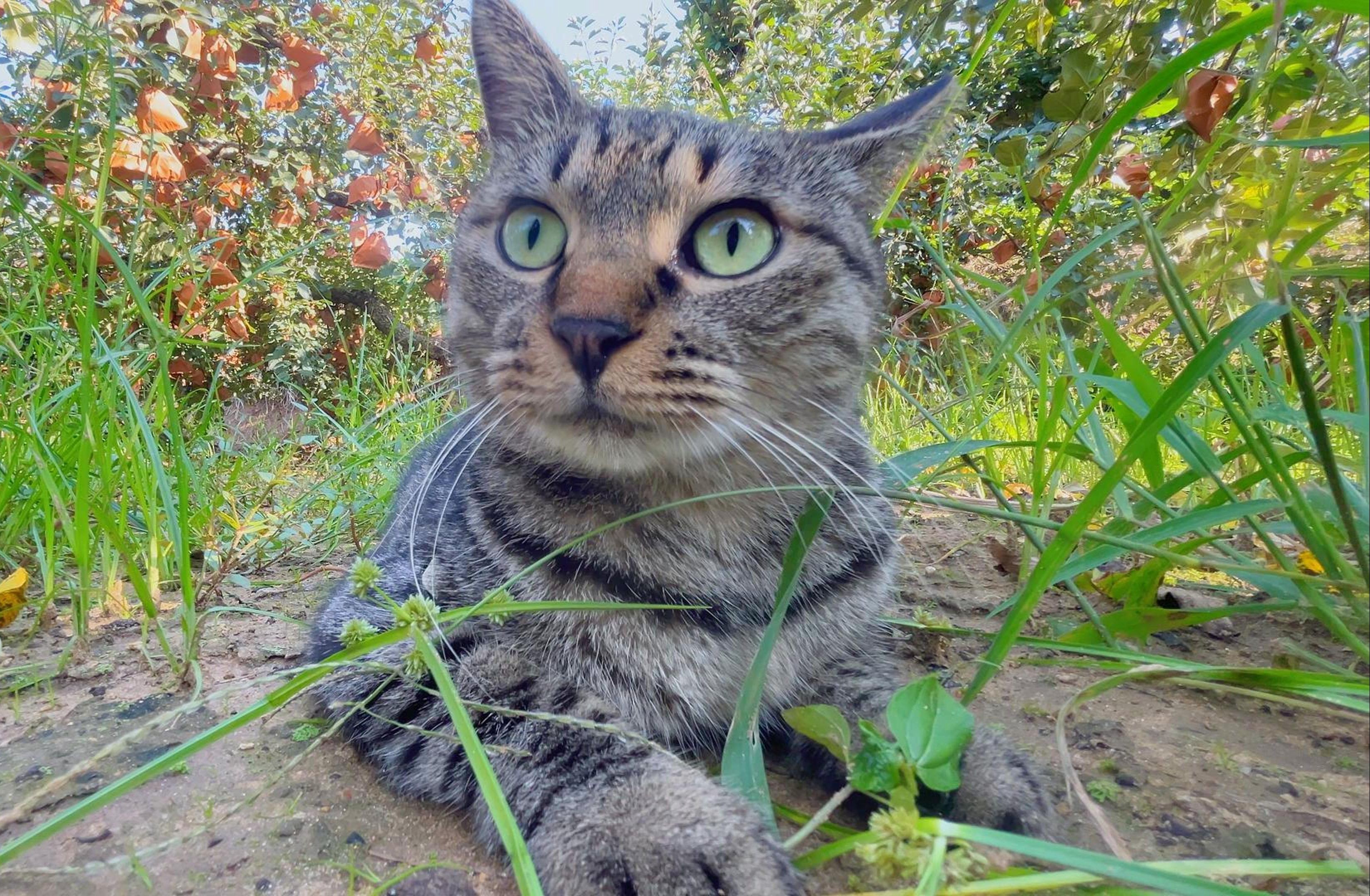 农村猫的悲催生活,没有逗猫棒玩,只能去那10亩果园地遛遛了