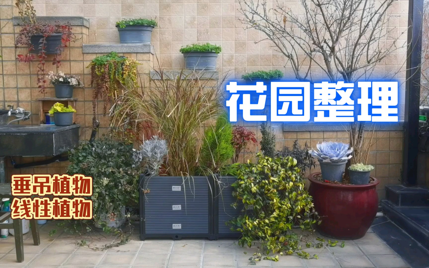 【花园整理】垂吊植物,线性植物.花箱收纳!哔哩哔哩bilibili