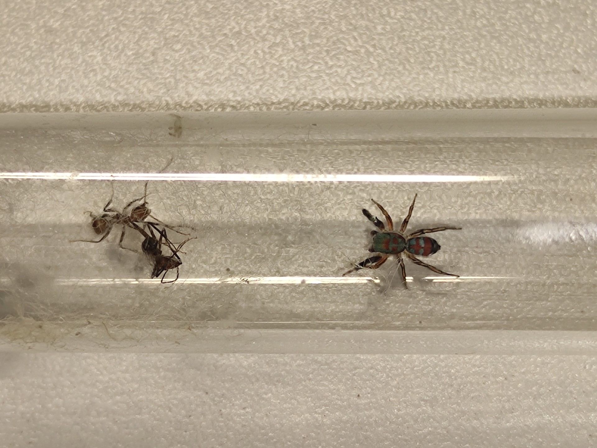 【蓝翠蛛】翠蛛闪击蚂蚁