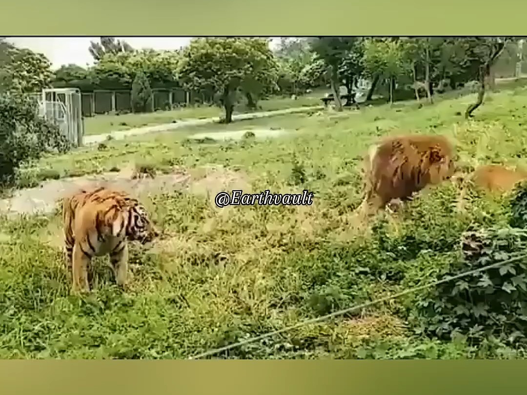 老虎大战狮子珍稀画面!