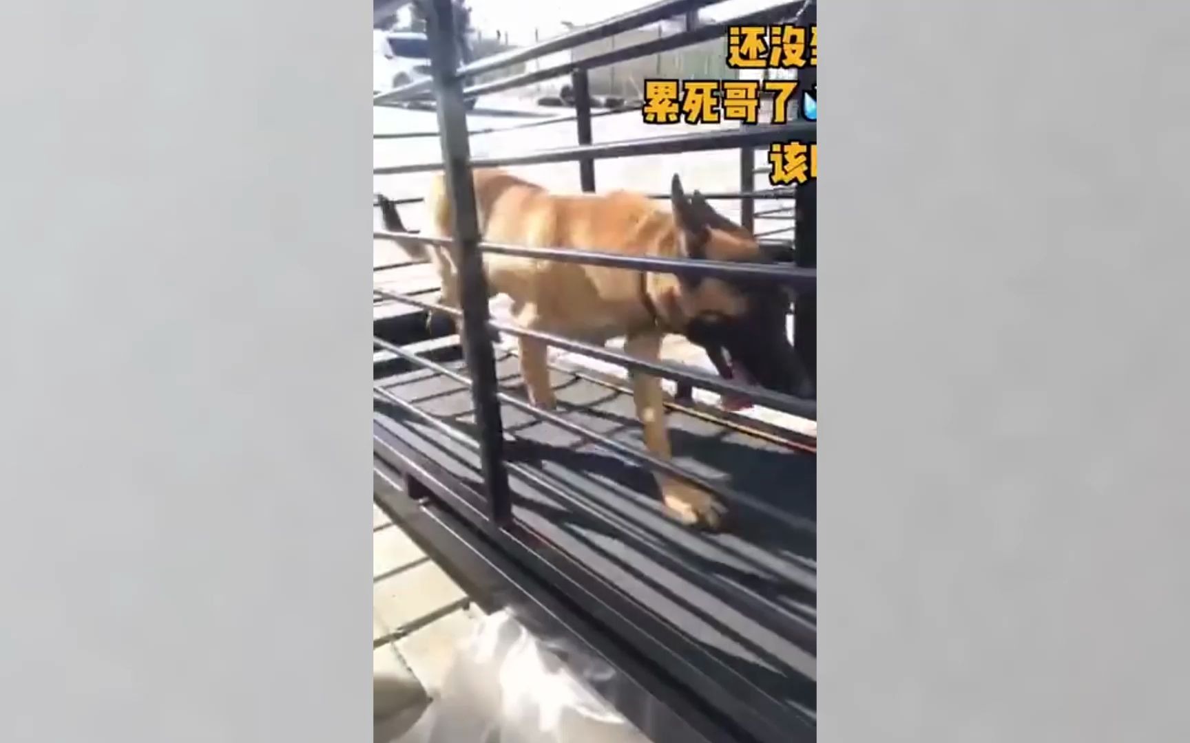 警犬专用跑步机来啦,警犬:战友,你要闹哪样?哔哩哔哩bilibili