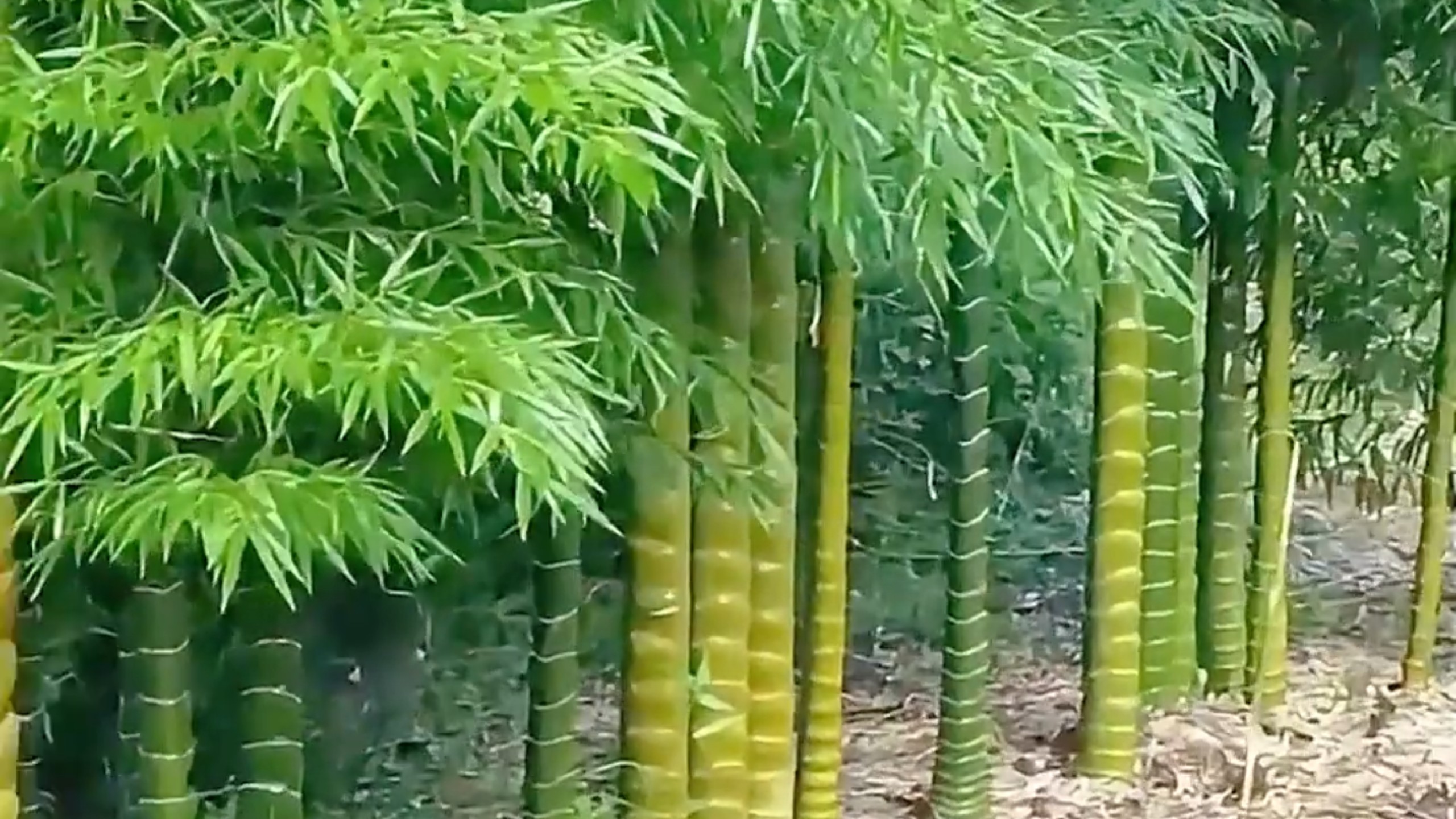 这种竹子值钱吗？