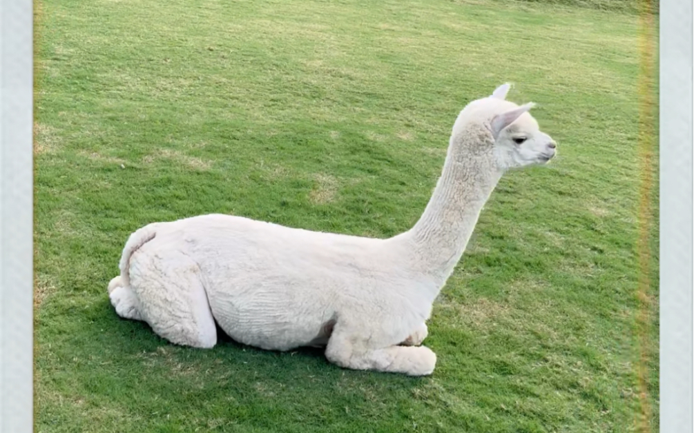 可爱温顺小羊驼