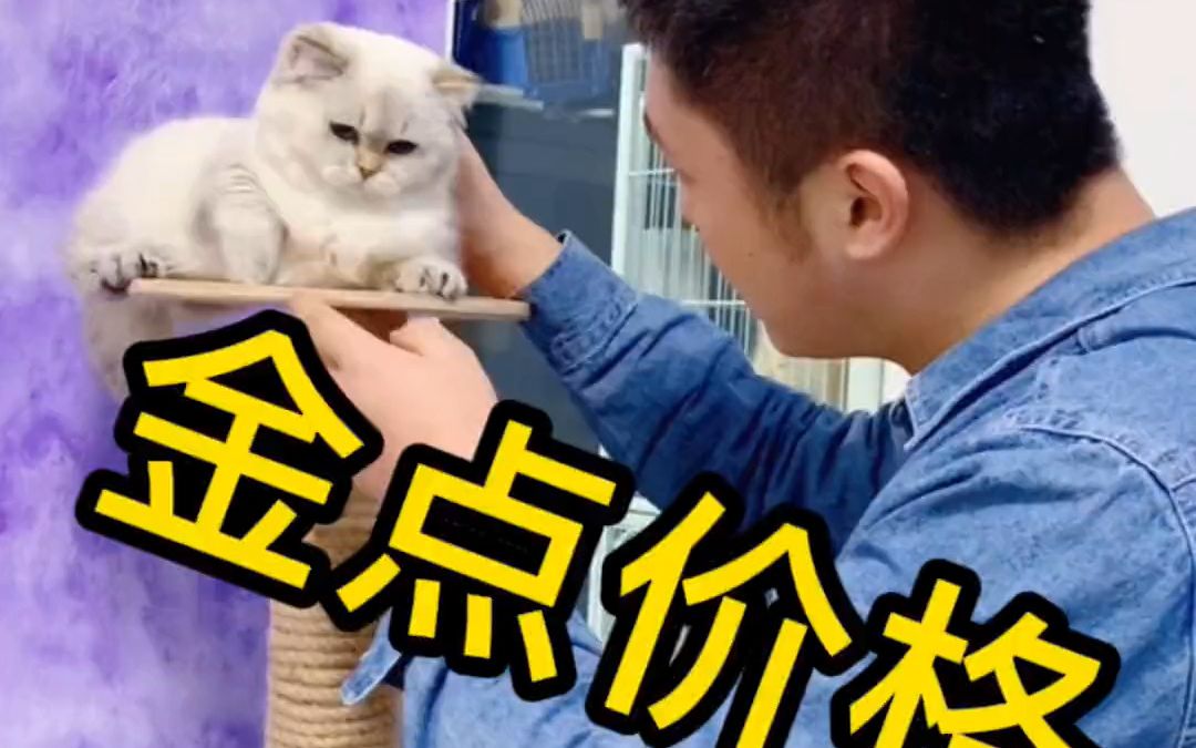 猫 找猫 萌宠 宠物市场 买猫避坑 猫咪的迷惑行为 颜值担当,金点价格知多少哔哩哔哩bilibili