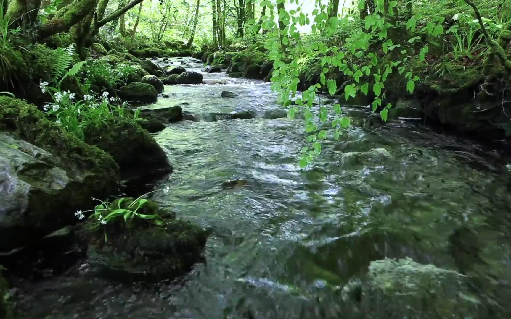 [图]【纯净自然声】- 鸟鸣，流水 - 放松舒缓的音乐