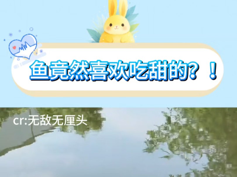 你知道吗?鱼其实是喜欢吃糖的……哔哩哔哩bilibili