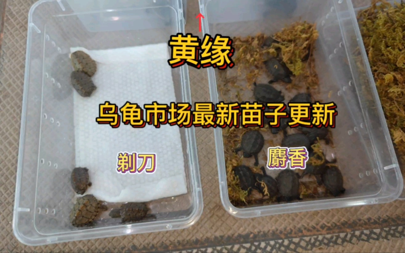 乌龟市场最新苗子更新,销量排行前十的这三种都涨价了哔哩哔哩bilibili