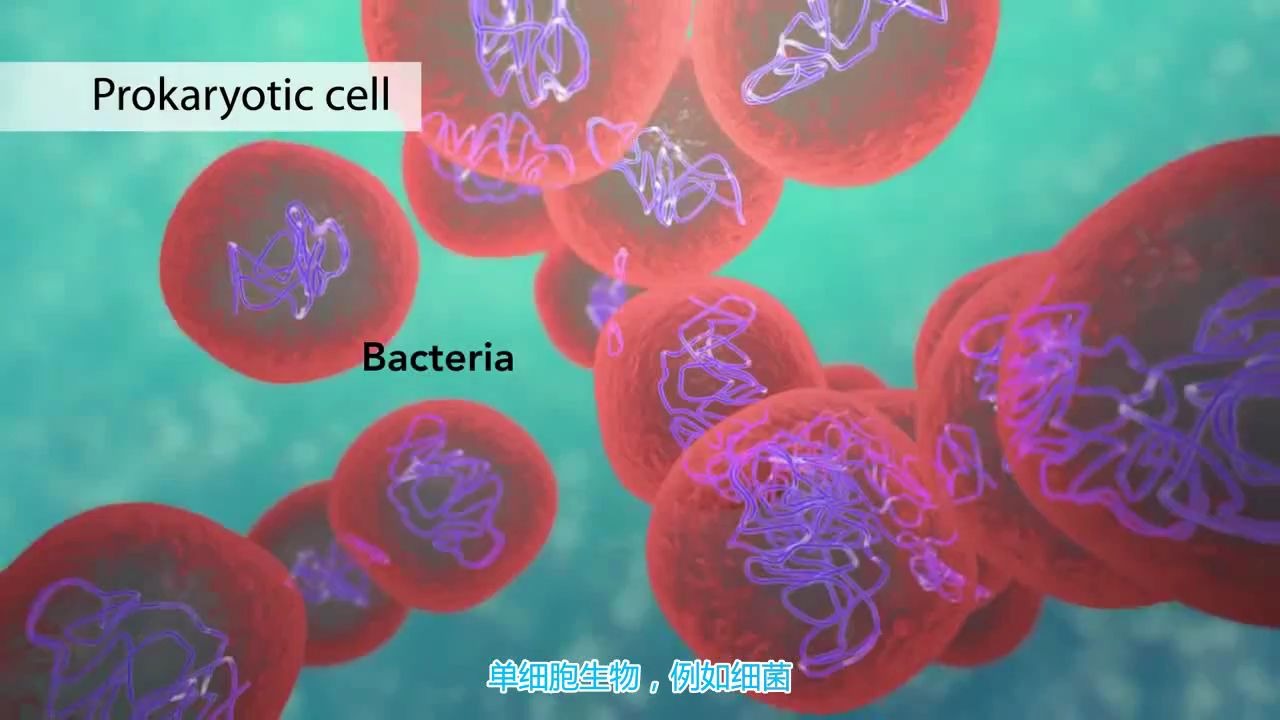 Cell:(细胞的基本结构与功能)The basic structure and function of cells哔哩哔哩bilibili