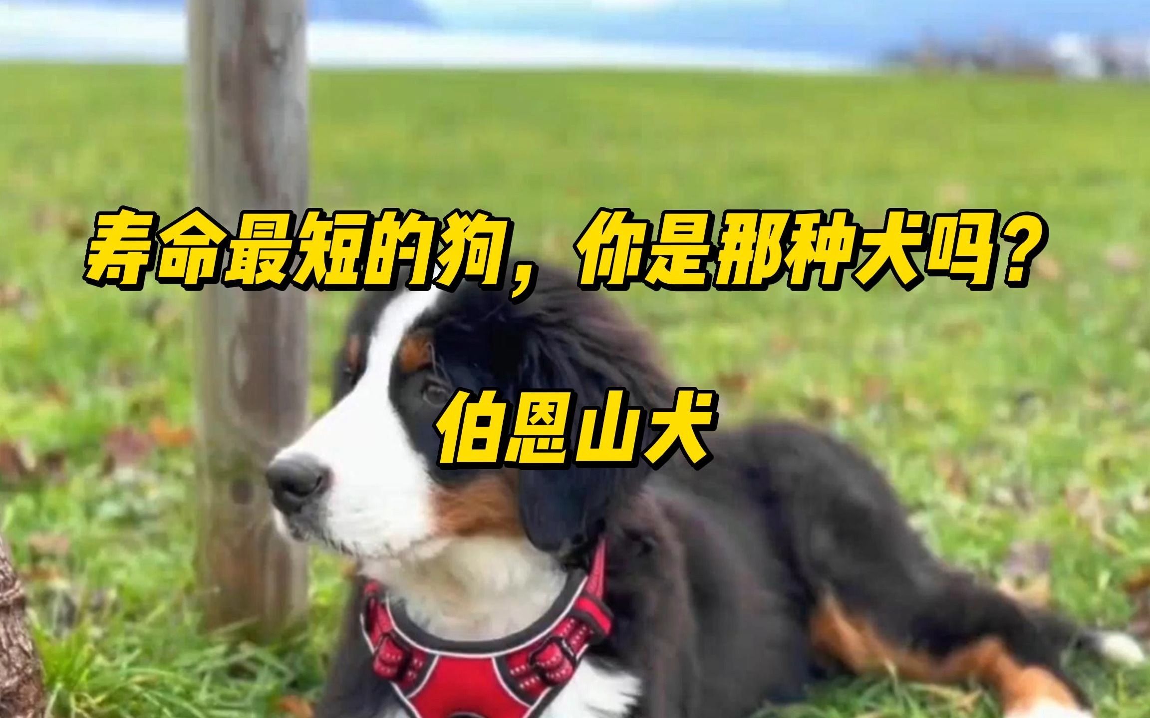 寿命最短的狗,你所不知道的伯恩山犬哔哩哔哩bilibili