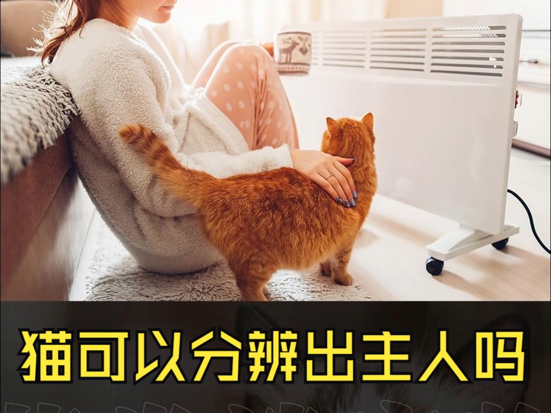 猫可以分辨出主人吗哔哩哔哩bilibili