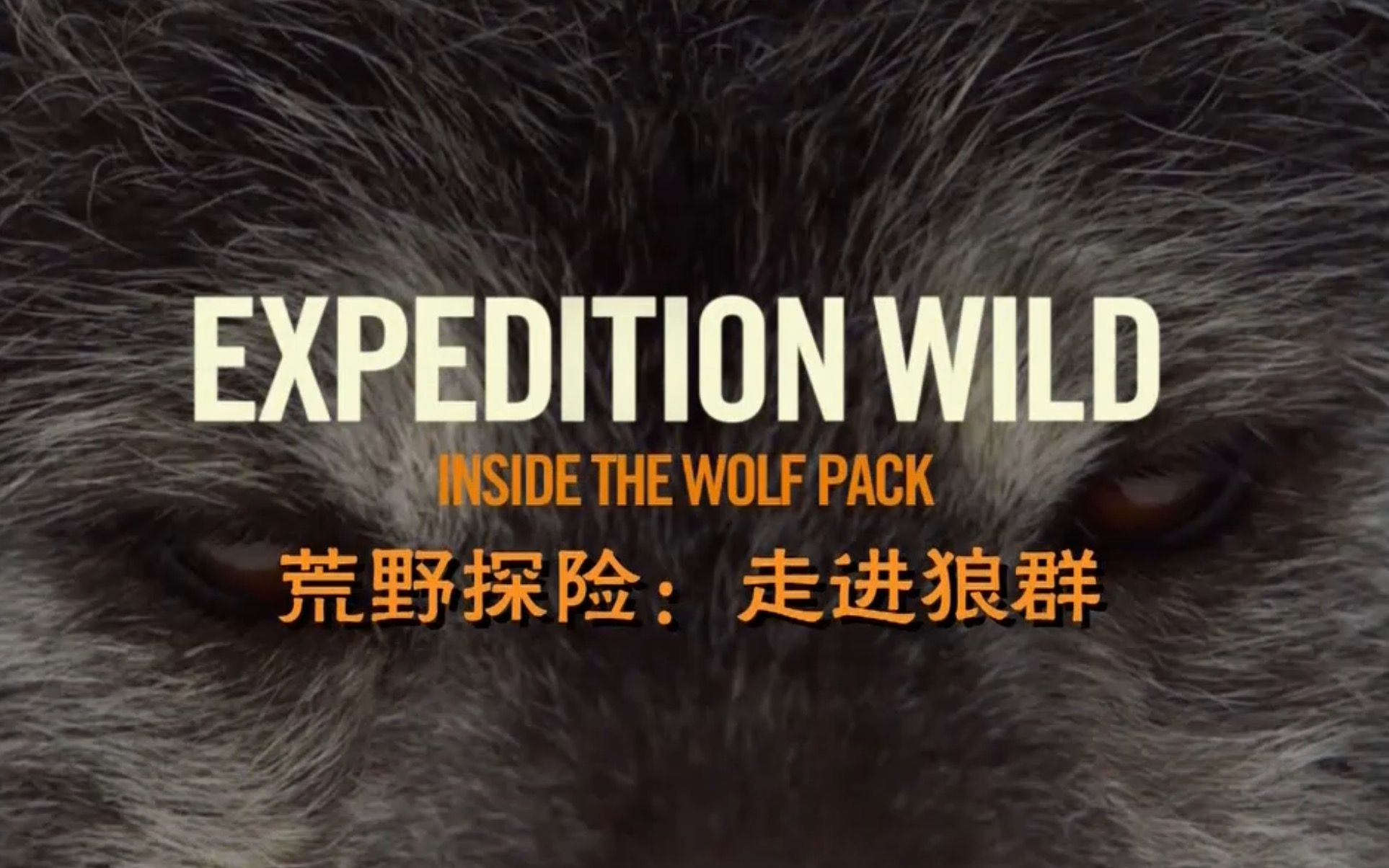 [图]【国家地理频道】荒野探险：走进狼群 Expedition Wild Inside The Wolf Pack