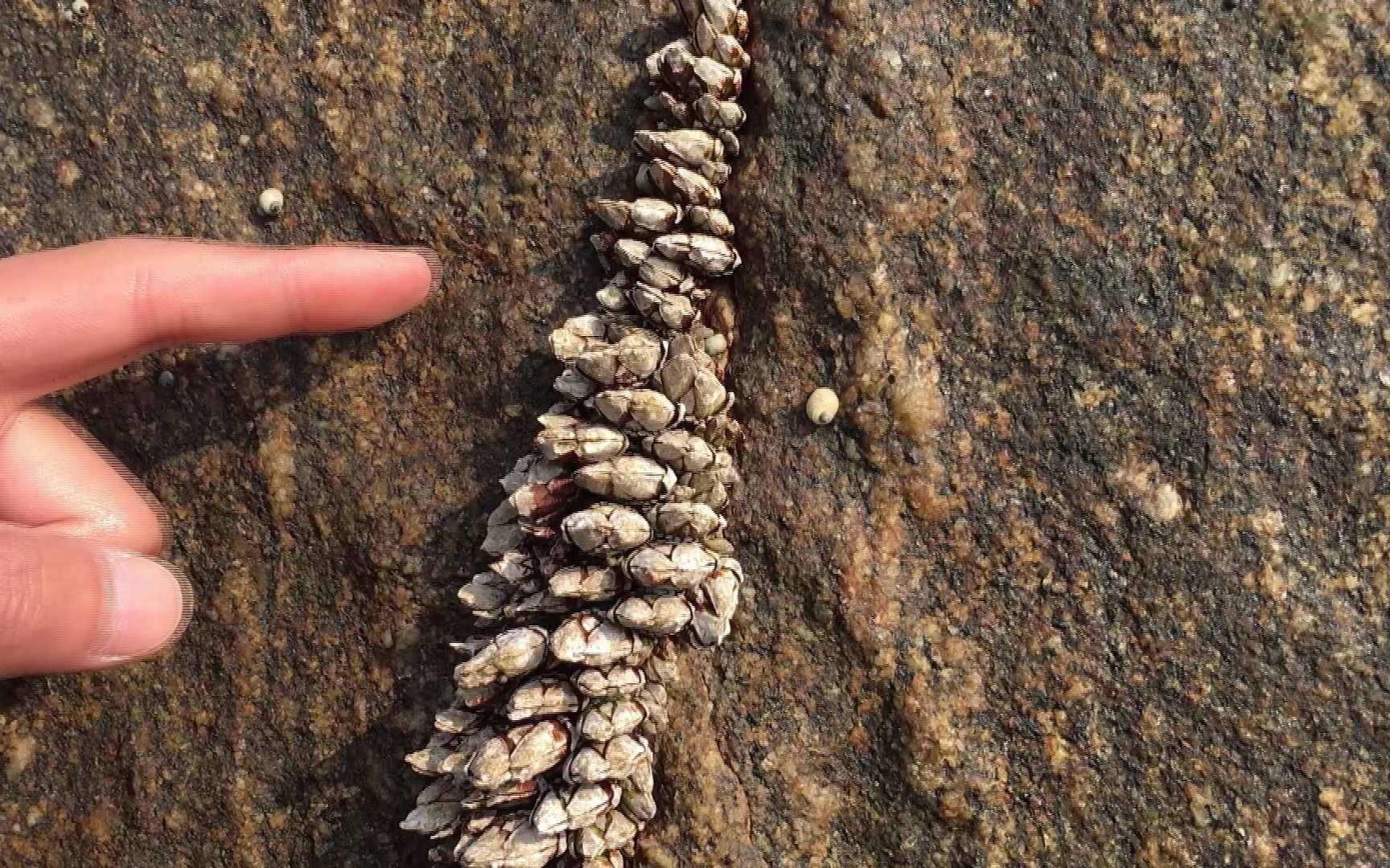 村大少这次赶海又找对地方了,礁石缝里的佛手螺好大好肥,有口福