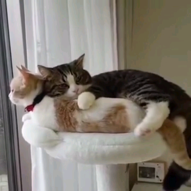 活动作品成天腻歪的两小只