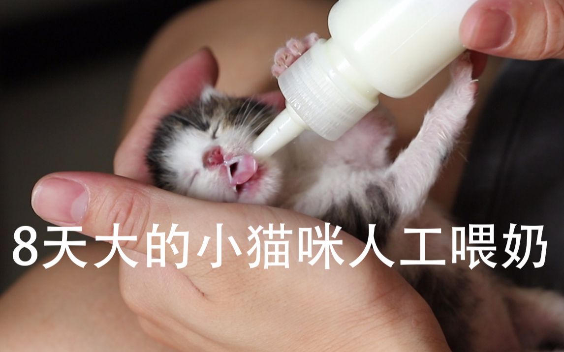活动作品萌萌哒8天小猫咪人工喂奶幼猫吃奶