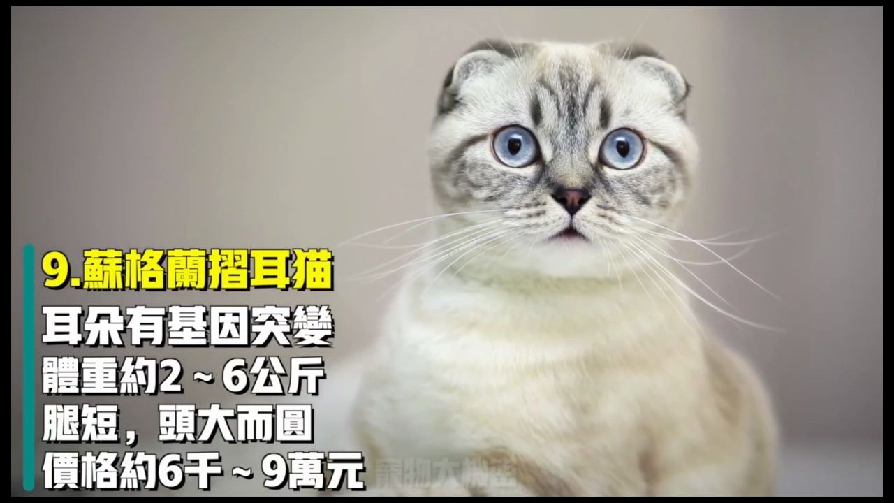 【TOP10】全球最贵的猫咪,排名第一竟要三百万?哔哩哔哩bilibili